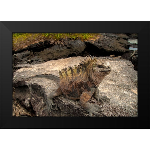 Ugly marine iguana on Fernandina Island was the model for the Godzilla movies. Black Modern Wood Framed Art Print by Sederquist, Betty