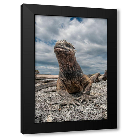 Ugly marine iguana on Fernandina Island was the model for the Godzilla movies. Wide angle view. Black Modern Wood Framed Art Print by Sederquist, Betty