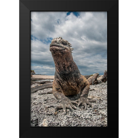 Ugly marine iguana on Fernandina Island was the model for the Godzilla movies. Wide angle view. Black Modern Wood Framed Art Print by Sederquist, Betty