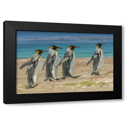 East Falkland King penguins walking Black Modern Wood Framed Art Print by Illg, Cathy and Gordon