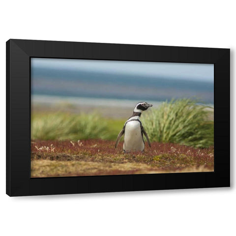 Sea Lion Island Solitary Magellanic penguin Black Modern Wood Framed Art Print by Illg, Cathy and Gordon