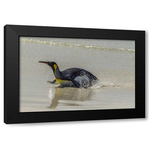East Falkland King penguin on beach Black Modern Wood Framed Art Print by Illg, Cathy and Gordon