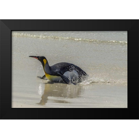 East Falkland King penguin on beach Black Modern Wood Framed Art Print by Illg, Cathy and Gordon
