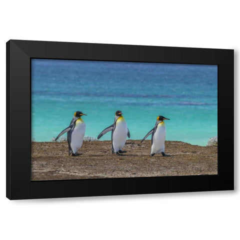 East Falkland King penguins walking Black Modern Wood Framed Art Print by Illg, Cathy and Gordon