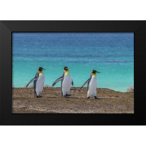 East Falkland King penguins walking Black Modern Wood Framed Art Print by Illg, Cathy and Gordon