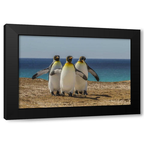 East Falkland, Volunteer Point King penguins Black Modern Wood Framed Art Print by Illg, Cathy and Gordon