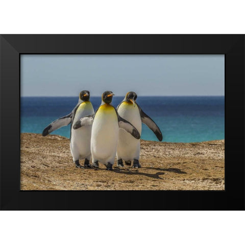 East Falkland, Volunteer Point King penguins Black Modern Wood Framed Art Print by Illg, Cathy and Gordon