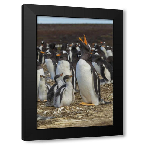 East Falkland Gentoo penguin colony Black Modern Wood Framed Art Print with Double Matting by Illg, Cathy and Gordon