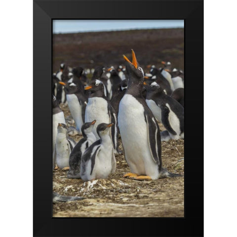 East Falkland Gentoo penguin colony Black Modern Wood Framed Art Print by Illg, Cathy and Gordon