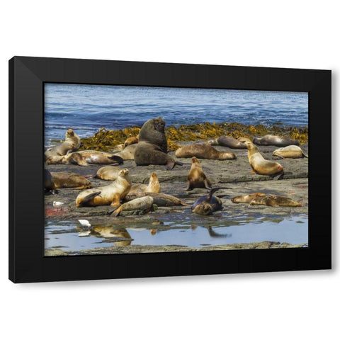 Bleaker Island Southern sea lions near water Black Modern Wood Framed Art Print with Double Matting by Illg, Cathy and Gordon
