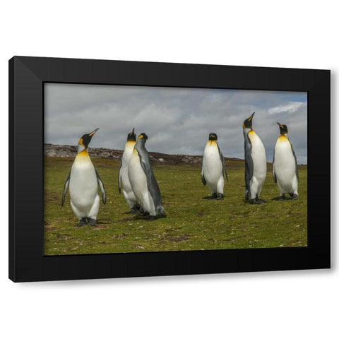 East Falkland Members of king penguin colony Black Modern Wood Framed Art Print by Illg, Cathy and Gordon