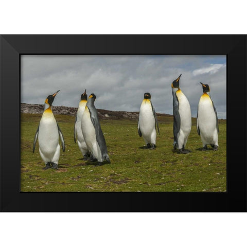 East Falkland Members of king penguin colony Black Modern Wood Framed Art Print by Illg, Cathy and Gordon