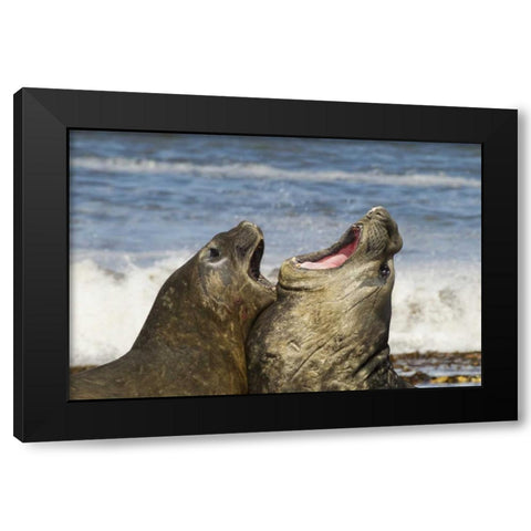 Sea Lion Island Southern elephant seals fighting Black Modern Wood Framed Art Print with Double Matting by Illg, Cathy and Gordon