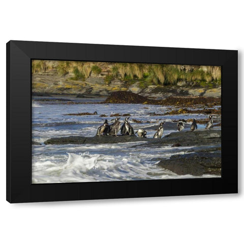 Sea Lion Island Magellanic penguins and surf Black Modern Wood Framed Art Print by Illg, Cathy and Gordon