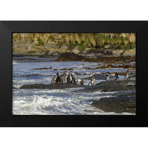 Sea Lion Island Magellanic penguins and surf Black Modern Wood Framed Art Print by Illg, Cathy and Gordon