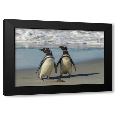 Sea Lion Island Magellanic penguins on beach Black Modern Wood Framed Art Print by Illg, Cathy and Gordon