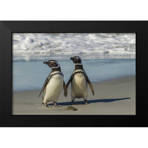 Sea Lion Island Magellanic penguins on beach Black Modern Wood Framed Art Print by Illg, Cathy and Gordon