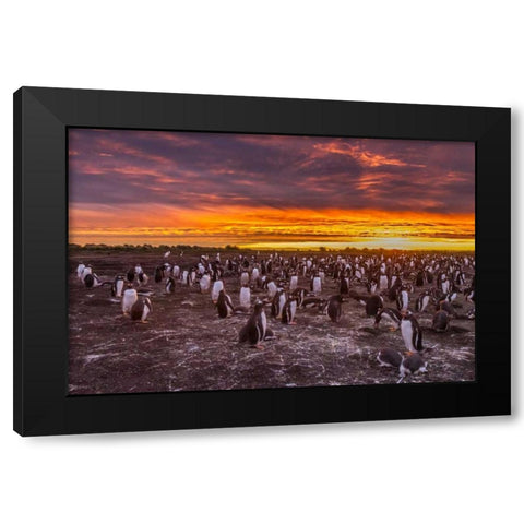 Sea Lion Island Gentoo penguins colony at sunset Black Modern Wood Framed Art Print with Double Matting by Illg, Cathy and Gordon