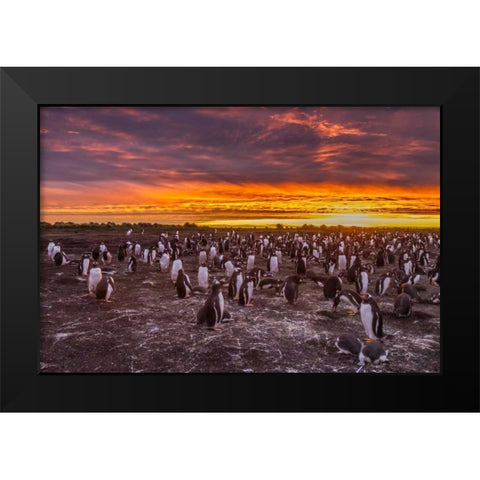 Sea Lion Island Gentoo penguins colony at sunset Black Modern Wood Framed Art Print by Illg, Cathy and Gordon