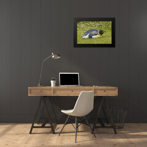 East Falkland King penguin lying on grass Black Modern Wood Framed Art Print by Illg, Cathy and Gordon