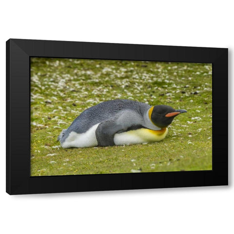 East Falkland King penguin lying on grass Black Modern Wood Framed Art Print by Illg, Cathy and Gordon