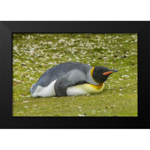 East Falkland King penguin lying on grass Black Modern Wood Framed Art Print by Illg, Cathy and Gordon