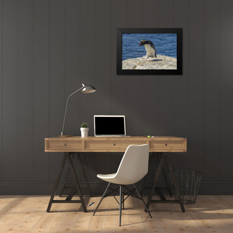 Bleaker Island Rockhopper penguin hopping Black Modern Wood Framed Art Print by Illg, Cathy and Gordon