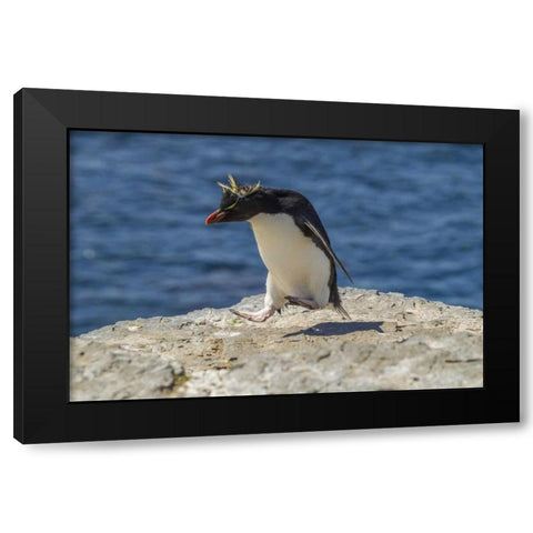 Bleaker Island Rockhopper penguin hopping Black Modern Wood Framed Art Print by Illg, Cathy and Gordon