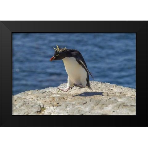 Bleaker Island Rockhopper penguin hopping Black Modern Wood Framed Art Print by Illg, Cathy and Gordon