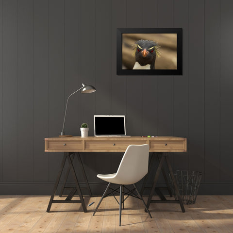 Saunders Island Rockhopper penguin portrait Black Modern Wood Framed Art Print by Illg, Cathy and Gordon