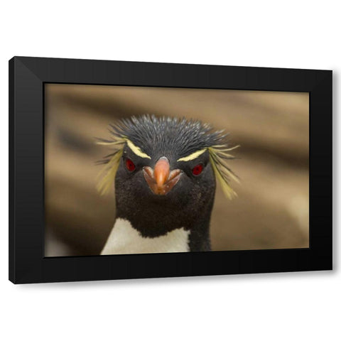 Saunders Island Rockhopper penguin portrait Black Modern Wood Framed Art Print by Illg, Cathy and Gordon