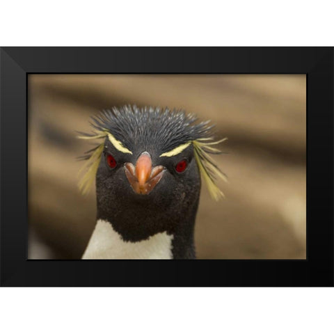 Saunders Island Rockhopper penguin portrait Black Modern Wood Framed Art Print by Illg, Cathy and Gordon