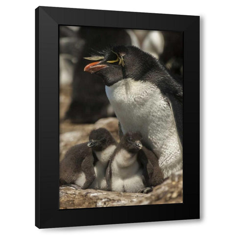 Bleaker Island Rockhopper penguin and chicks Black Modern Wood Framed Art Print with Double Matting by Illg, Cathy and Gordon