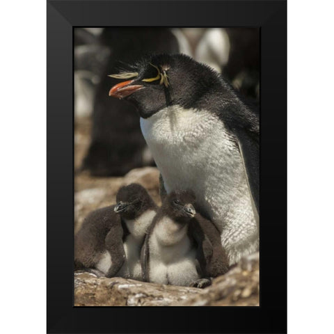 Bleaker Island Rockhopper penguin and chicks Black Modern Wood Framed Art Print by Illg, Cathy and Gordon