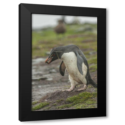 Bleaker Island Rockhopper penguin with pebble Black Modern Wood Framed Art Print by Illg, Cathy and Gordon
