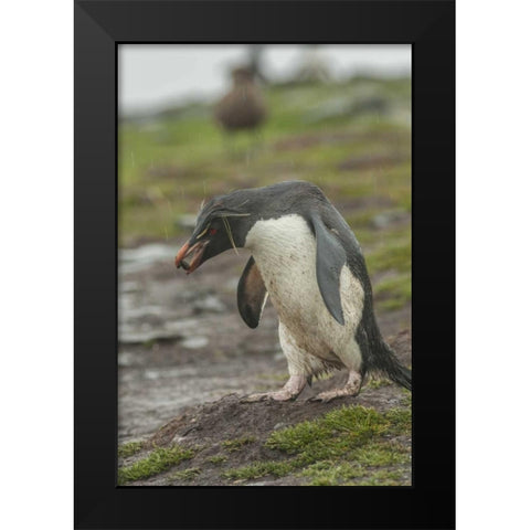 Bleaker Island Rockhopper penguin with pebble Black Modern Wood Framed Art Print by Illg, Cathy and Gordon