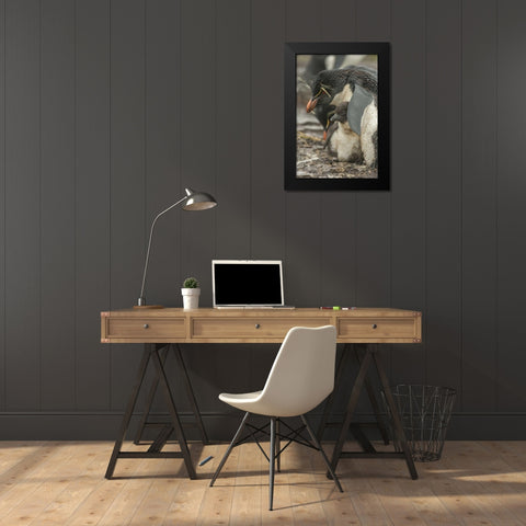 Bleaker Island Rockhopper penguin and chick Black Modern Wood Framed Art Print by Illg, Cathy and Gordon