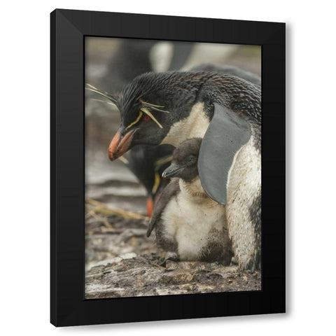 Bleaker Island Rockhopper penguin and chick Black Modern Wood Framed Art Print by Illg, Cathy and Gordon