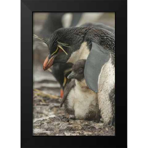 Bleaker Island Rockhopper penguin and chick Black Modern Wood Framed Art Print by Illg, Cathy and Gordon