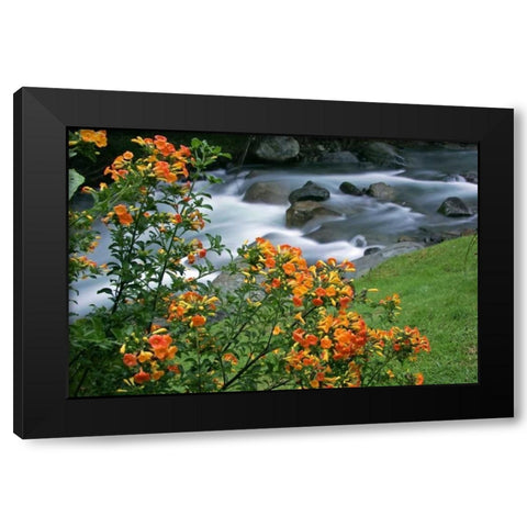 Costa Rica, Savegre River Valley Wildflowers Black Modern Wood Framed Art Print with Double Matting by Illg, Cathy and Gordon