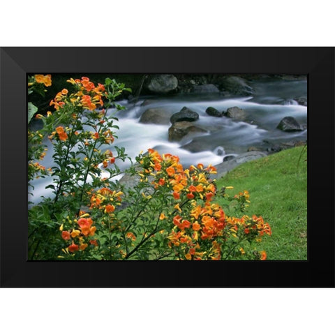 Costa Rica, Savegre River Valley Wildflowers Black Modern Wood Framed Art Print by Illg, Cathy and Gordon