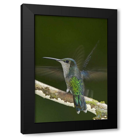 Costa Rica, Crowned wood nymph butterfly Black Modern Wood Framed Art Print with Double Matting by Illg, Cathy and Gordon