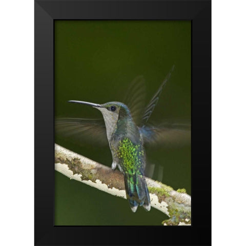 Costa Rica, Crowned wood nymph butterfly Black Modern Wood Framed Art Print by Illg, Cathy and Gordon