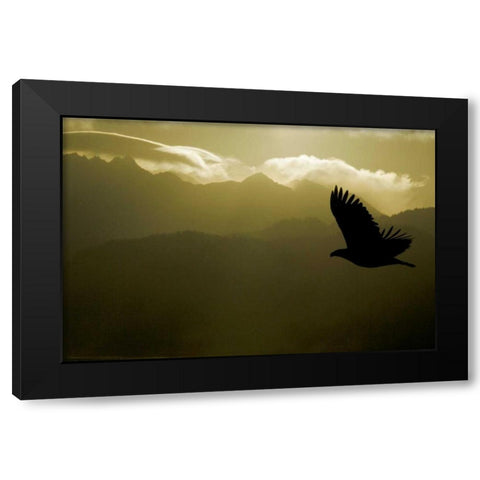 AK, Homer Silhouette of bald eagle flying Black Modern Wood Framed Art Print by Morris, Arthur