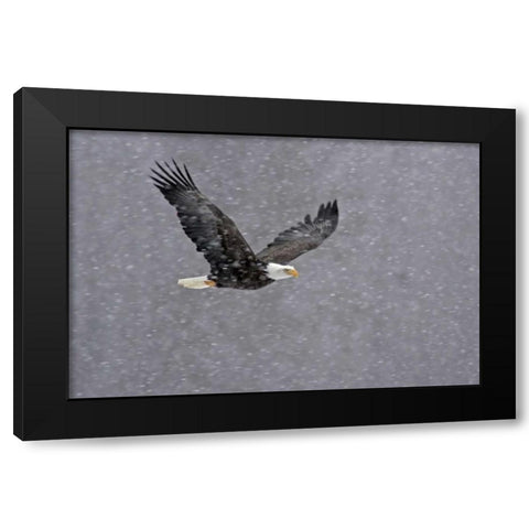 AK, Chilkat Bald eagle flying through snowstorm Black Modern Wood Framed Art Print with Double Matting by Illg, Cathy and Gordon