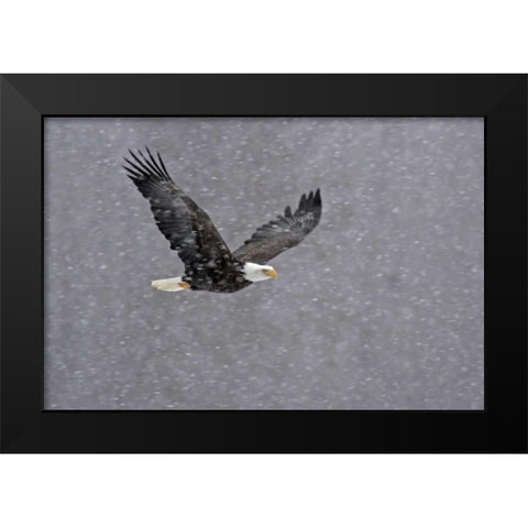 AK, Chilkat Bald eagle flying through snowstorm Black Modern Wood Framed Art Print by Illg, Cathy and Gordon