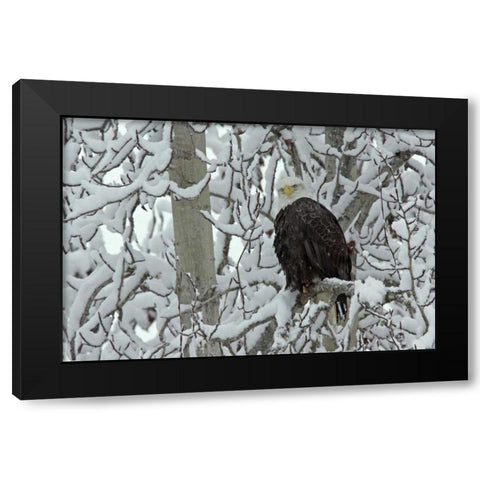AK, Chilkat Bald eagle on snow- covered tree Black Modern Wood Framed Art Print by Illg, Cathy and Gordon