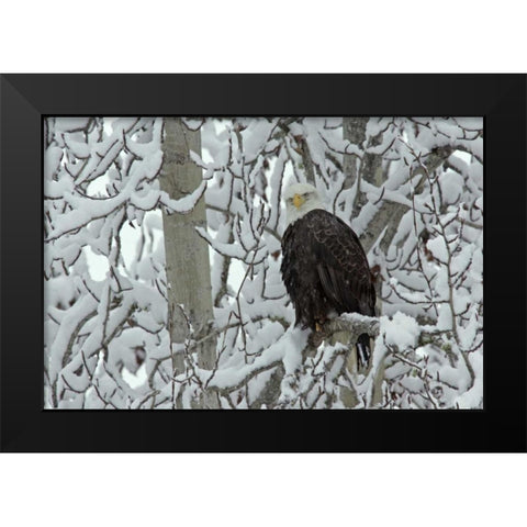 AK, Chilkat Bald eagle on snow- covered tree Black Modern Wood Framed Art Print by Illg, Cathy and Gordon
