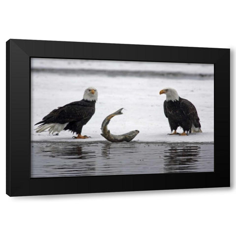 AK, Chilkat Pair of bald eagles waiting to feed Black Modern Wood Framed Art Print by Illg, Cathy and Gordon