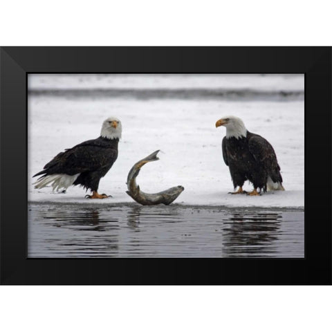 AK, Chilkat Pair of bald eagles waiting to feed Black Modern Wood Framed Art Print by Illg, Cathy and Gordon